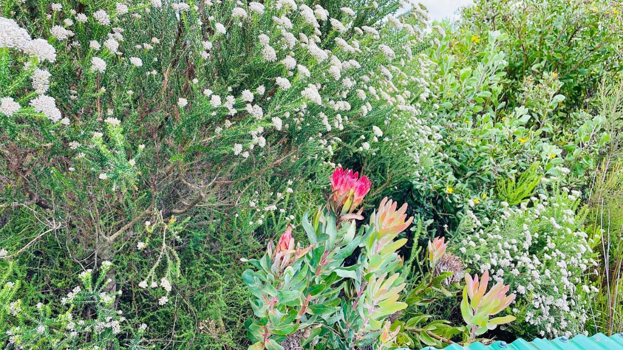 Moonriver Cottage, Prime Lagoon Views & Solar Power Knysna Eksteriør billede